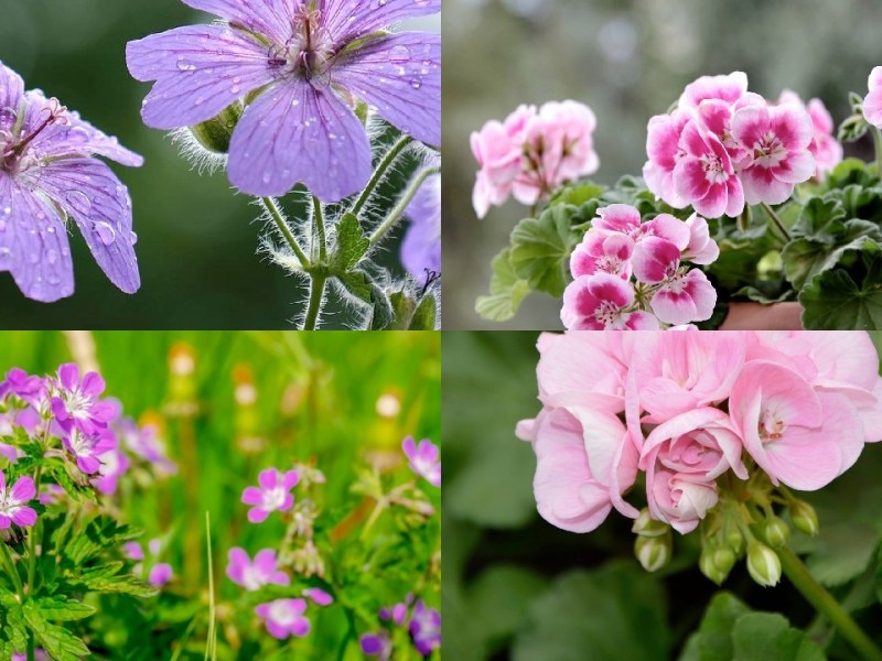 In the garden: Feels good, Smells good, and…&nbsp;HUH?