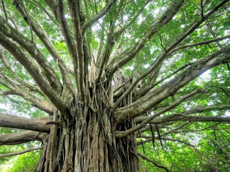 Speaking for Trees with Music and&nbsp;Film