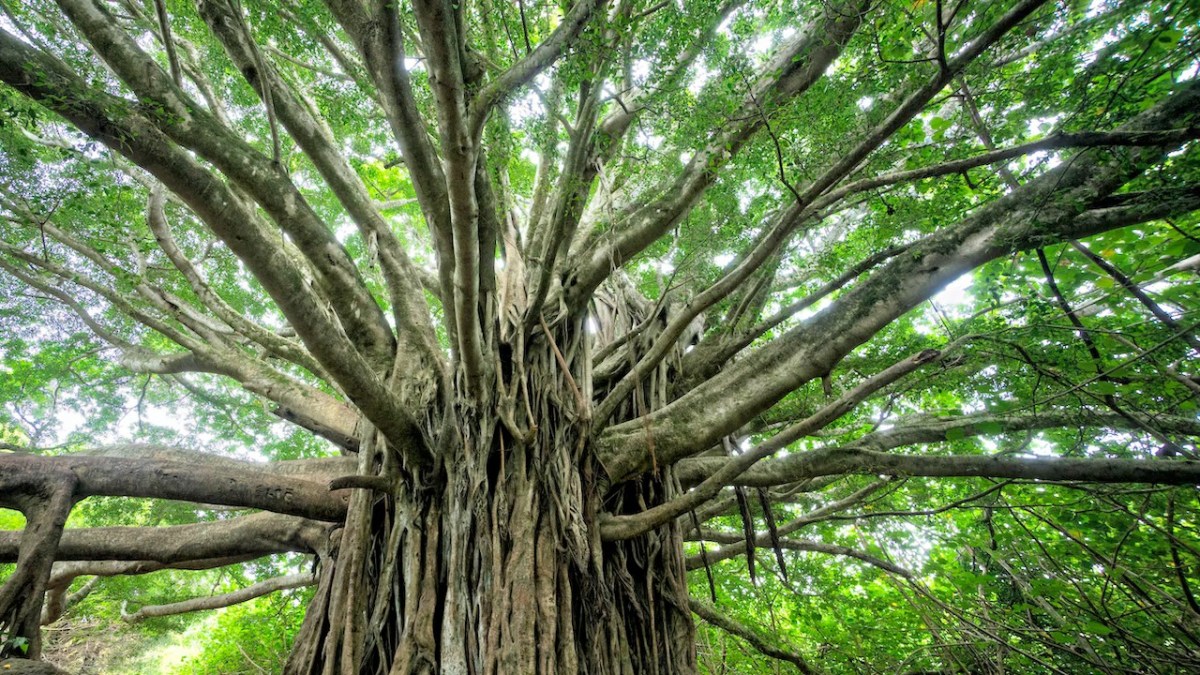 Speaking for Trees with Music and&nbsp;Film